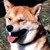 :iconraina-the-wolf: