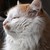 :iconrainability: