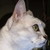 :iconrainblackcat: