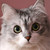:iconrainbow-dassh: