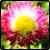 :iconrainbow-flow-flower: