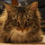 :iconrainbow-narwal: