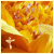 :iconrainbow-peppermint: