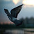 :iconrainbow-sparkles: