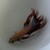 :iconrainbowbetta: