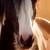 :iconrainbowcollar: