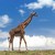 :iconrainbowhorse22: