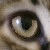 :iconrainbowkan: