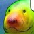 :iconrainbowmanateeplz: