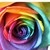 :iconrainbowroses2: