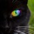 :iconrainbows-rule: