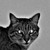 :iconrainbowwidow: