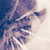 :iconrainbowxpurr: