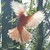 :iconraincloud007: