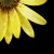 :iconraindaisy: