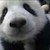 :iconrainfeather98: