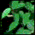 :iconrainforests: