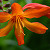 :iconrainingredroses: