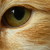 :iconrainingsilverpetals: