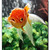 :iconrainoffrogs: