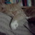 :iconrainstar3200: