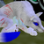 :iconrainthepuppy: