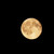 :iconraisedbywolves4: