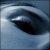 :iconRaitheDragora: