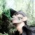 :iconraitzrockerz: