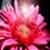 :iconraiz02: