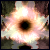:iconrajivmathur: