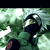 RakuNana :iconrakunana: