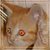 :iconrambokitty333:
