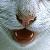 :iconrambunctiouscats: