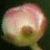 :iconramen-numerals: