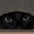 :iconramenleopard: