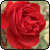 :iconrampagerose: