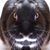 :iconramsynch: