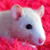 :iconrancidrat:
