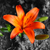 :iconrandibug84: