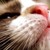 :iconrandom-kitty-lolz: