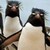 :iconRandom-PirateChick: