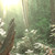 :iconrandom-racoon: