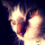 :iconrandom-walrus: