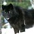 :iconrandom-wolfie: