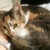 :iconrandomeevee: