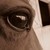 :iconrandomhorsey: