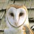 :iconrandomowlcosplay: