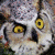:iconrandomowwl: