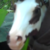 :iconrandomraveage: